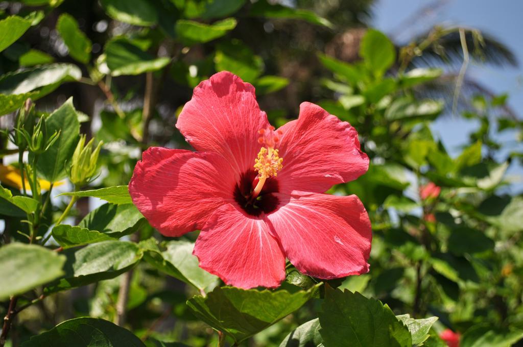 Hotel Tulip Ishigakijima Ishigaki  Экстерьер фото
